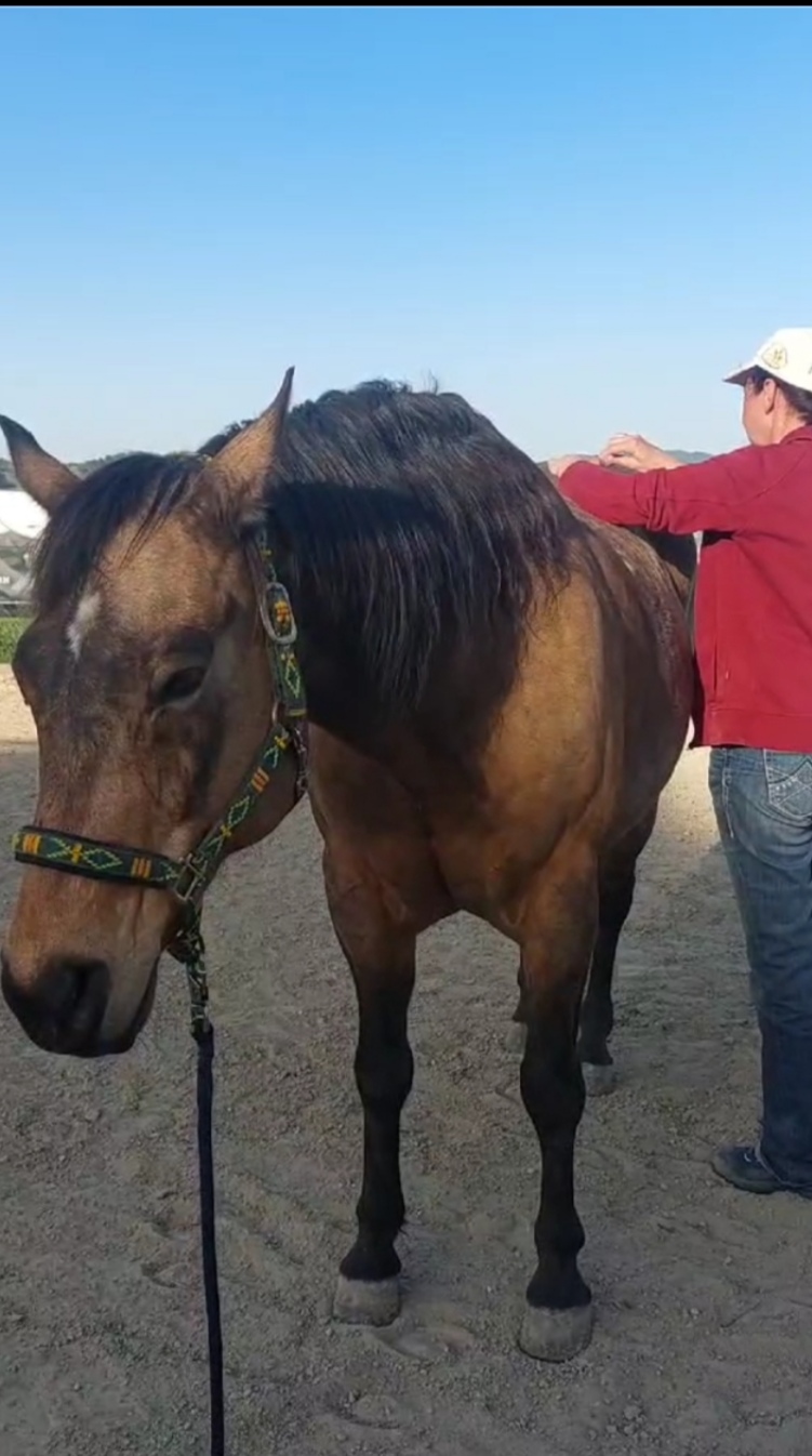 horsemanship